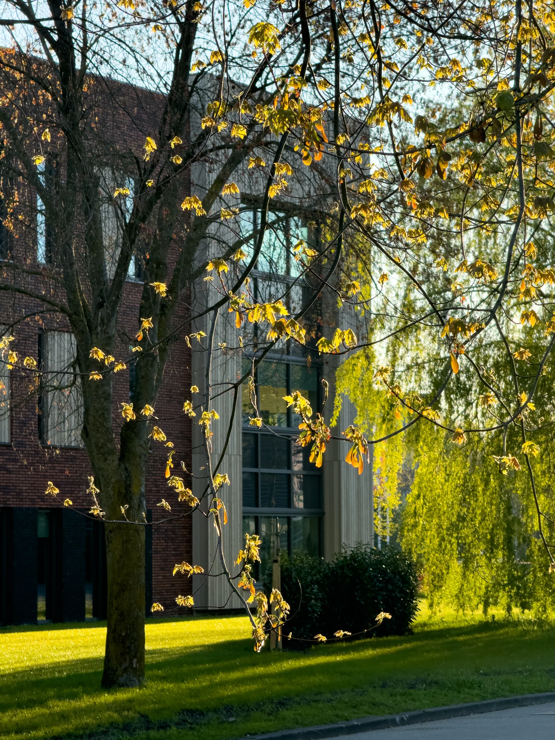 Enerzjyhûs — Licht door de bomen